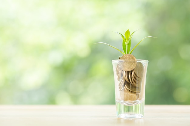 Münzen in einem Glas mit einem kleinen Baum