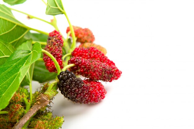 Mulberry mit Blättern auf einem weißen Hintergrund