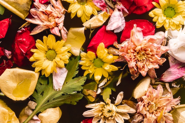 Multi farbige Blumen der Draufsicht im Wasser