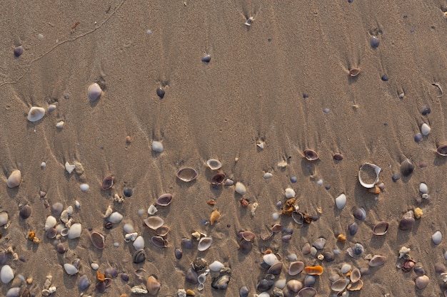 Muschel auf dem Sand am Strand