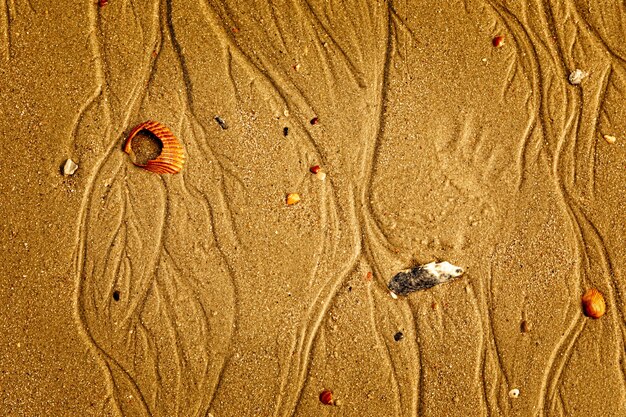 Muscheln auf einem goldenen Strandsandbeschaffenheitshintergrund