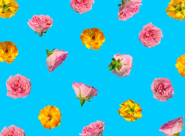 Muster mit pastellrosa rosenblüten auf blauem hintergrund minimales frühlingskonzept idee vom 8. märz