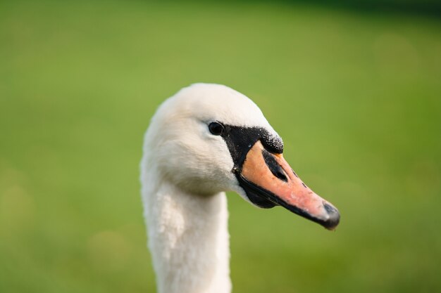 Mute Swan Cygnus Olor Erwachsenen Nahaufnahme