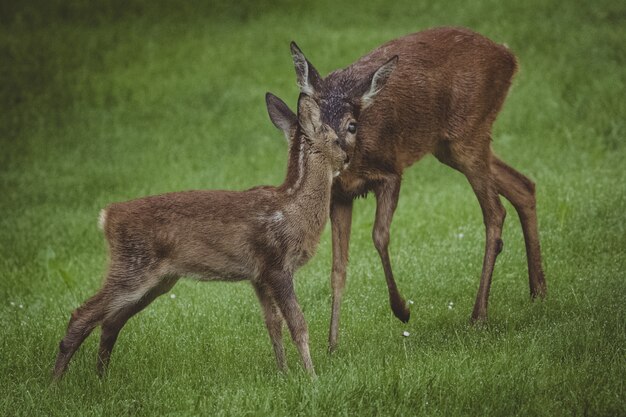 Mutter Eer mit Rehkitz (Jungling) auf einer Lichtung