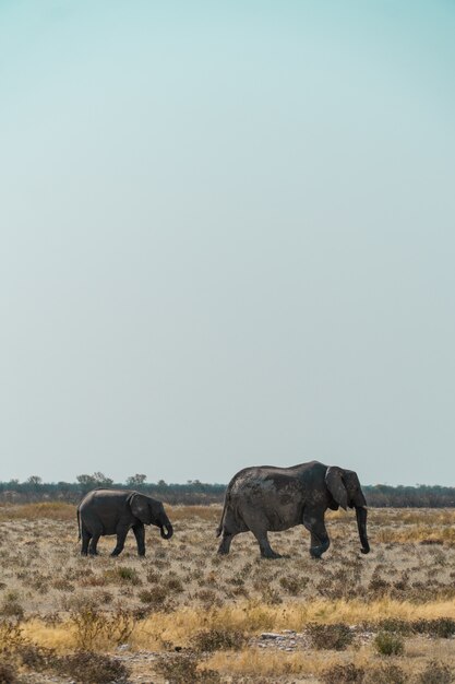 Mutter und ein Elefantenbaby, die in einem buschigen Feld gehen