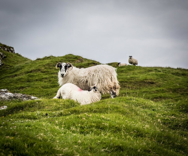 Mutterschaf füttert sein Lamm in den grünen Feldern an einem düsteren Tag