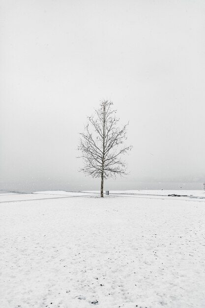 Nackter Baum in einer schneebedeckten Gegend unter dem klaren Himmel