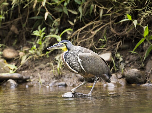 Nackter Tigerreiher Tigrisoma mexicanum Erwachsener