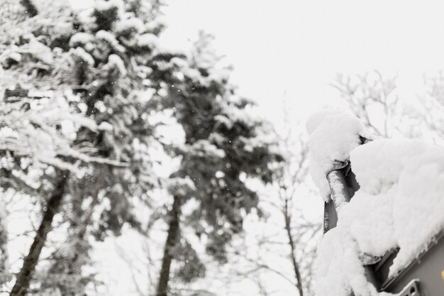 Nadelbäume am Wintertag