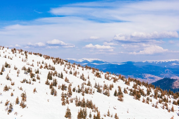 Kostenloses Foto nadelbäume über dem schnee bedeckten berg
