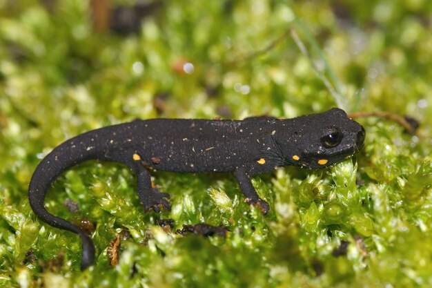 Nahaufnahme auf einem terrestrischen Jungtier des vom Aussterben bedrohten chinesischen Warzenmolchs, Paramesotriton chinensis