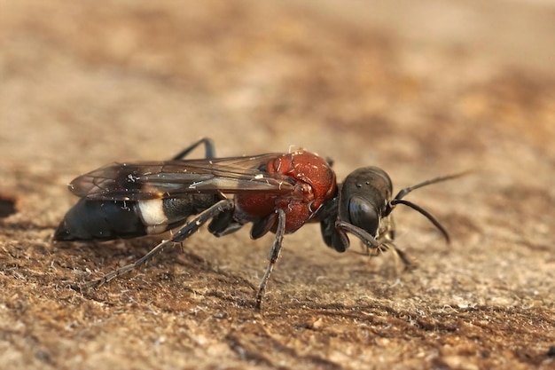 Nahaufnahme auf einer bunten französischen Wespe, Oryttus Concinnus im Gard