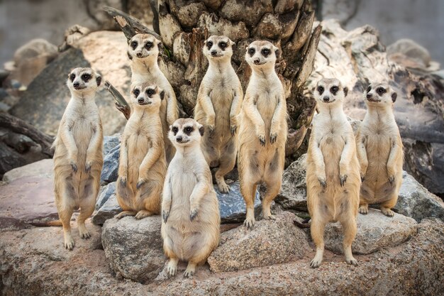 Erdmannchen Tier Zoo Kostenlose Foto