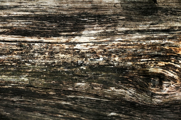 Nahaufnahme auf schöne Baumrinde Textur