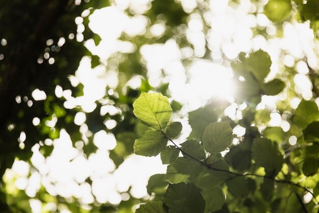 Nahaufnahme auf Ästen im Wald