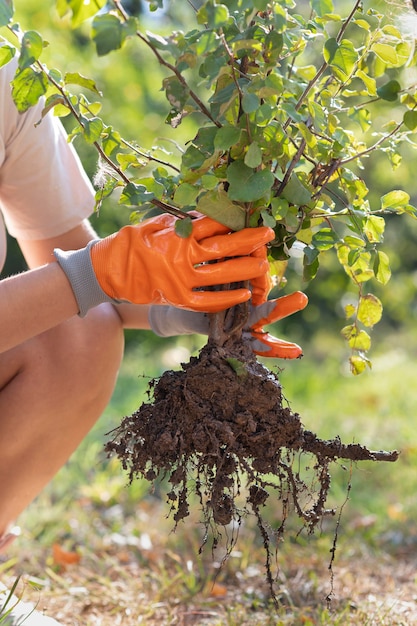 Nahaufnahme beim Pflanzen neuer Pflanzen in der Natur