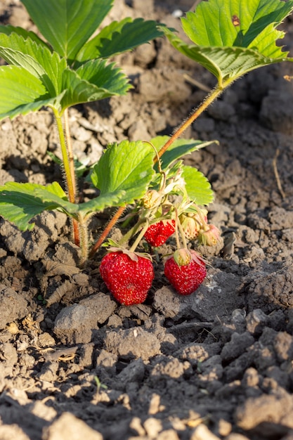 Nahaufnahme Bio-Erdbeeren bereit zum Sammeln