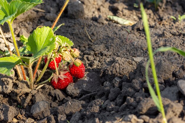 Nahaufnahme Bio-Erdbeeren im Freien