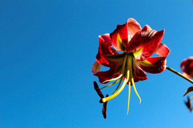 Nahaufnahme Blume mit blauem Hintergrund