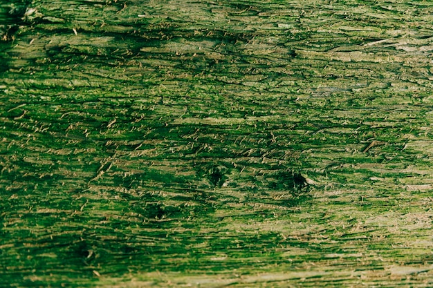 Nahaufnahme der Barke bedeckt mit grünem Moos