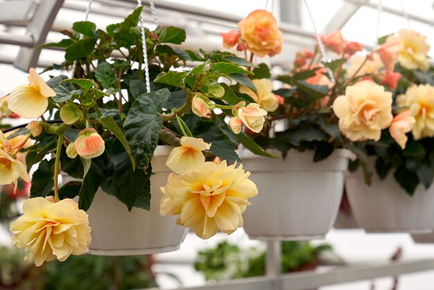 Nahaufnahme der Begonienpflanze in einem weißen Topf mit schönen großen gelben Blüten und dunkelgrünen Blättern, fotografiert im Gewächshaus. Konzept des modernen großen Treibhauses mit schönen Blumen.