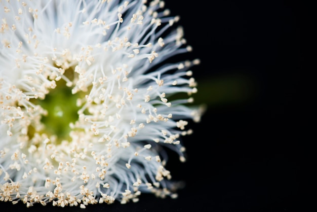 Nahaufnahme der bestäubten Blume