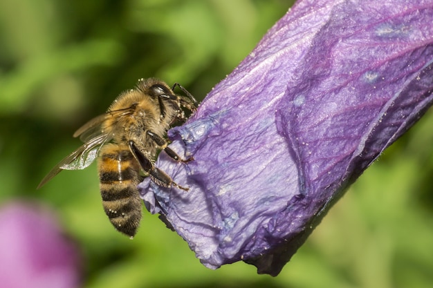 Kostenloses Foto nahaufnahme der biene, die auf blume steht