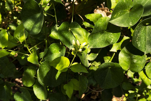 Nahaufnahme der Blätter und Knospen einer Pflanze im Schatten, der an einem sonnigen Tag gefangen genommen wird