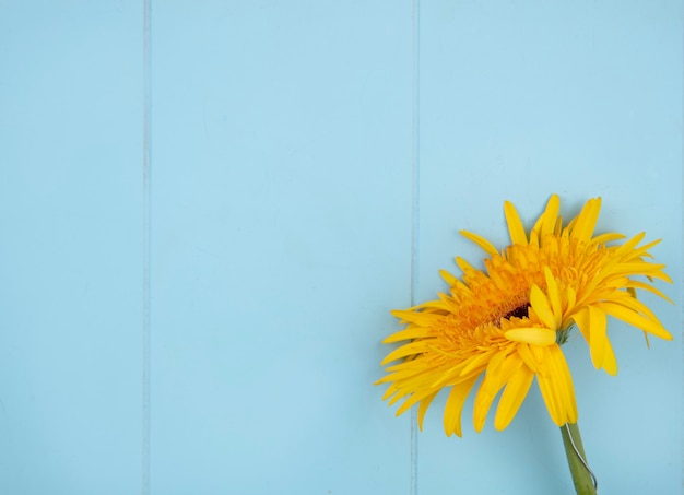 Nahaufnahme der blume auf der rechten seite und der blauen oberfläche