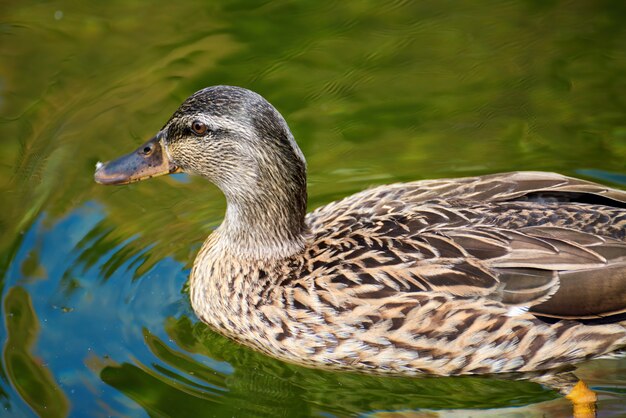 Nahaufnahme der Ente, die in einem grünen Teich schwimmt