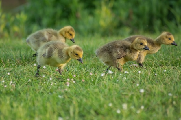 Nahaufnahme der flauschigen gelben Entenküken auf dem grasbewachsenen Boden