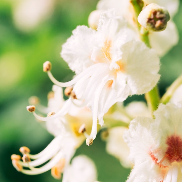 Nahaufnahme der frischen weißen Blume