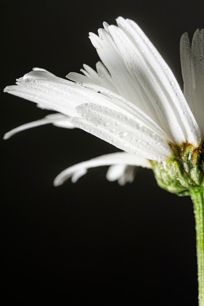 Nahaufnahme der Gänseblümchenblume