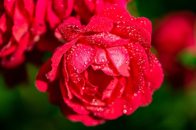 Nahaufnahme der geblühten roten Blume mit Tropfen drauf