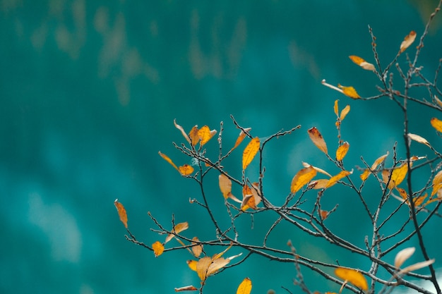 Nahaufnahme der gelben Blätter auf einem Zweig mit blauem unscharfem Hintergrund