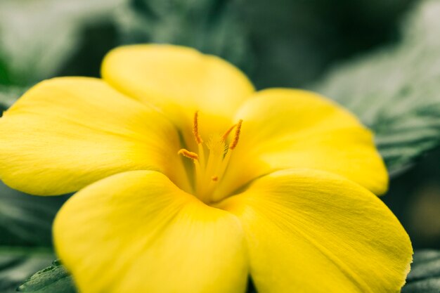 Nahaufnahme der gelben schönen Lilie
