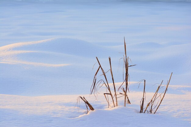 Nahaufnahme der getrockneten Pflanzen, die im Winter unter den Sonnenstrahlen auf dem schneebedeckten Feld glänzen