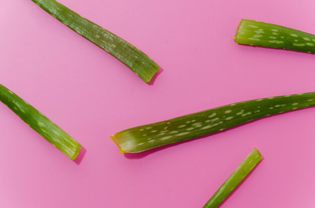 Nahaufnahme der grünen Aloe Vera verlässt auf rosa Hintergrund