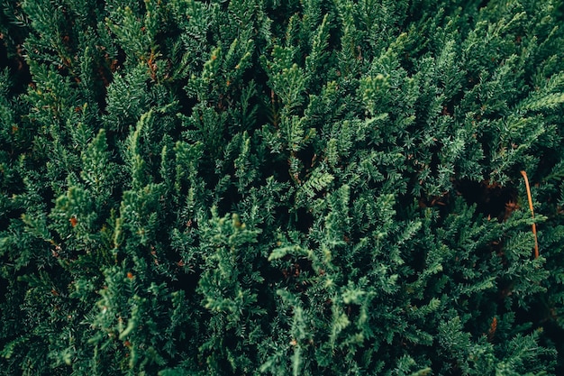 Nahaufnahme der grünen Tannenbaumzweige in einem Wald