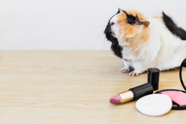 Nahaufnahme der Guinea mit Lippenstift und Rouge mit Schwamm auf hölzernen Schreibtisch