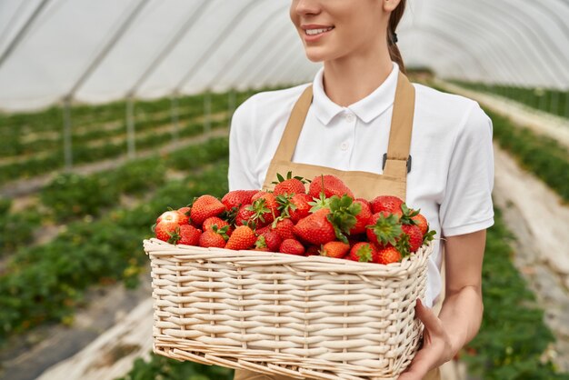 Nahaufnahme der Hände der Frau, die Korb mit leckeren Beeren der organischen Gartensommererdbeere halten. Gesunder Lebensstil und gesunde Ernährung. Obst und Beeren im modernen Gewächshaus.