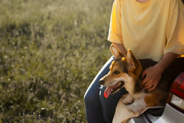 Nahaufnahme der Hände, die den Hund streicheln