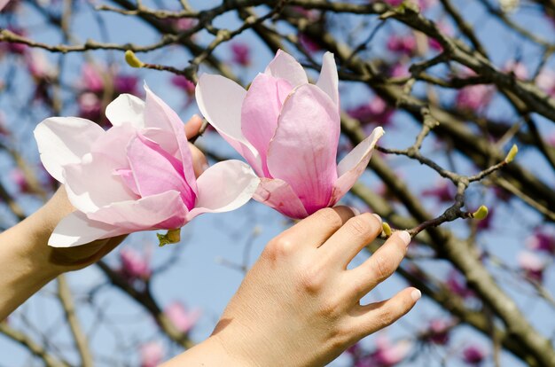 Nahaufnahme der Hände, die die Zweige der chinesischen Magnolie unter dem Sonnenlicht und einem blauen Himmel halten