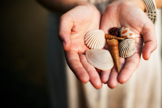 Nahaufnahme der Hände, die Sammlung Muscheln zeigen