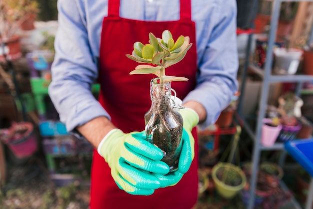 Nahaufnahme der Hand des männlichen Gärtners, die gepflanzte Kaktuspflanze in der Glasflasche hält