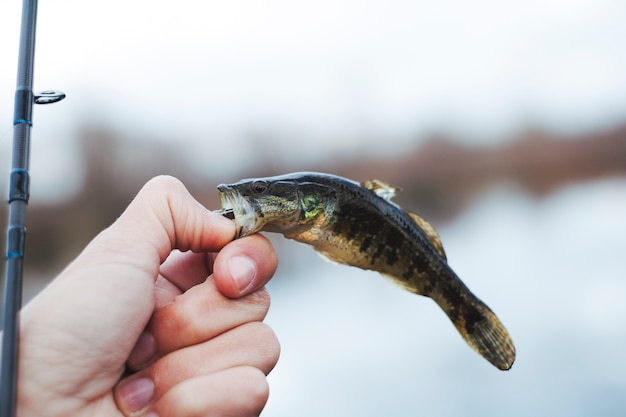 Nahaufnahme der Hand des Mannes, die frisch gefangenen Fisch hält