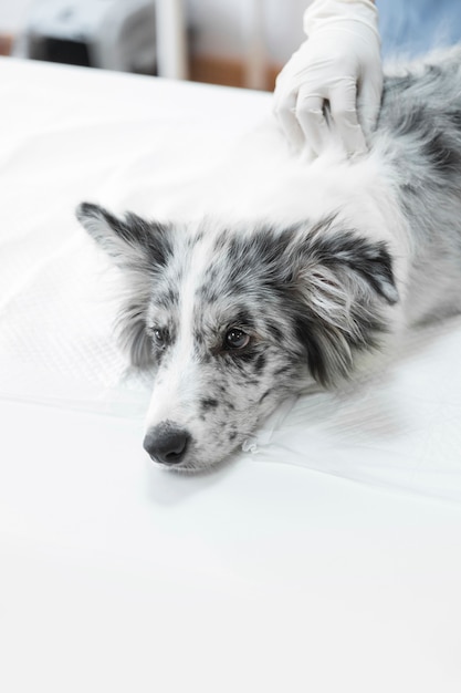 Nahaufnahme der Hand des Tierarztes auf dem kranken Hund, der auf weißer Tabelle in der Klinik liegt