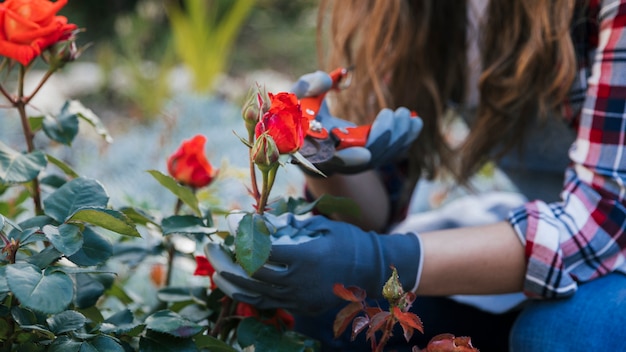 Nahaufnahme der Hand des weiblichen Gärtners, welche die rote Rose von der Anlage mit Gartenscheren trimmt