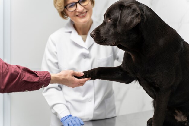 Nahaufnahme der Hand, die die Pfote des Hundes hält