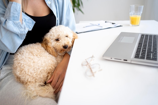 Nahaufnahme der Hand, die einen süßen Hund hält